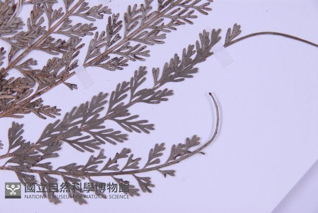 長生鐵角蕨藏品圖，第3張