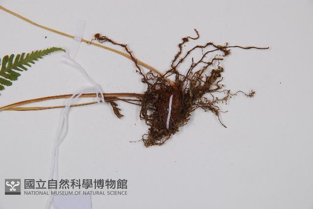 粗毛金星蕨藏品圖，第3張