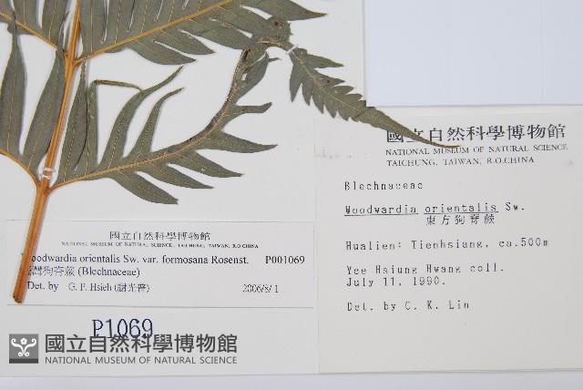 臺灣狗脊蕨藏品圖，第2張