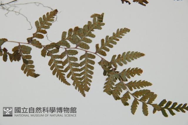 阿里山蹄蓋蕨藏品圖，第3張
