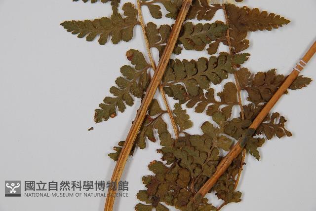 刺柄碗蕨藏品圖，第3張