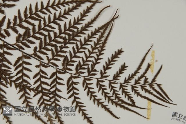 粉葉蕨藏品圖，第3張