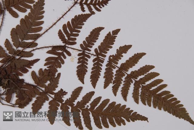 愛德氏肋毛蕨藏品圖，第3張