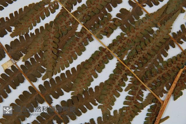 南洋假鱗毛蕨藏品圖，第3張