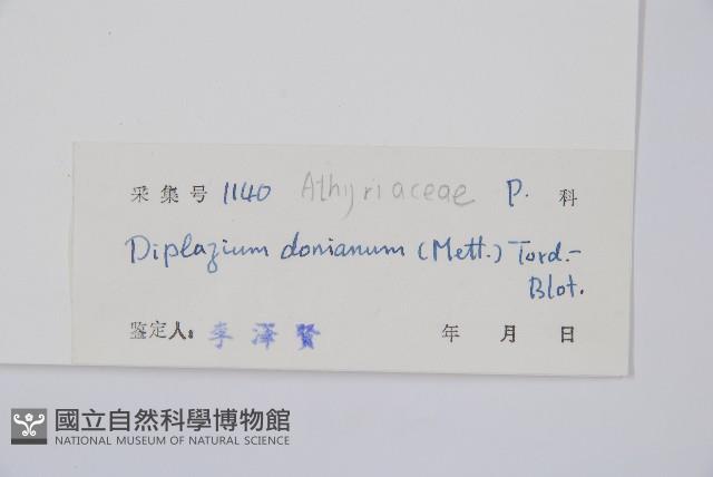 細柄雙蓋蕨藏品圖，第3張