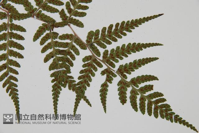 阿里山蹄蓋蕨藏品圖，第6張