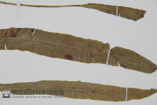 單葉雙蓋蕨藏品圖，第3張