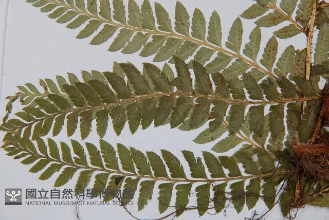 登錄號:P003669藏品圖，第3張