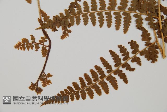 刺柄碗蕨藏品圖，第3張