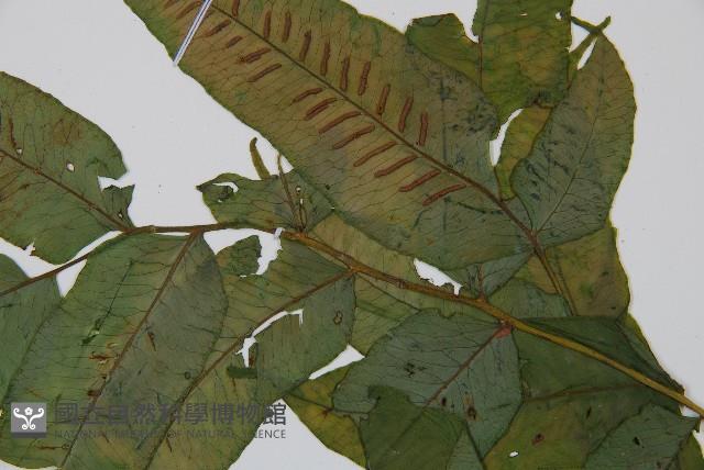 腸蕨藏品圖，第3張