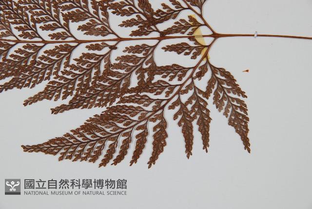 杯狀蓋陰石蕨藏品圖，第3張