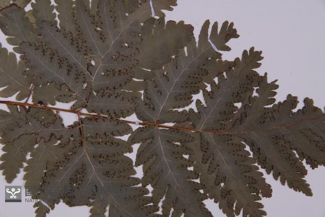 薄葉三叉蕨藏品圖，第3張