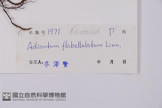 扇葉鐵線蕨藏品圖，第2張