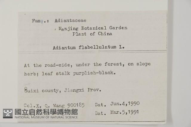 扇葉鐵線蕨藏品圖，第2張