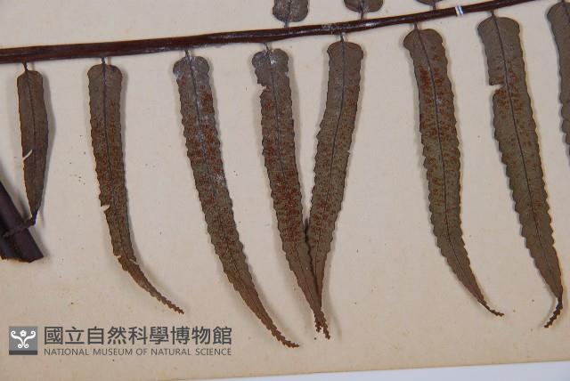 黑桫蕨藏品圖，第3張