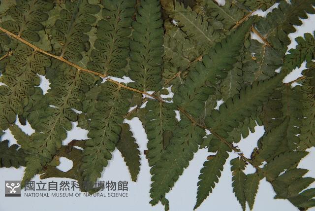 擬德氏雙蓋蕨藏品圖，第3張