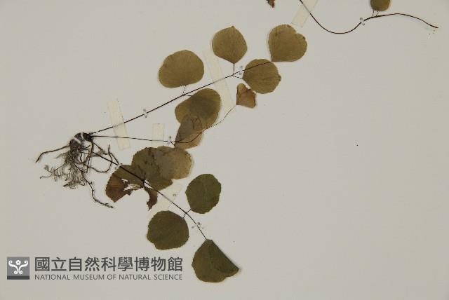 團羽鐵線蕨、團葉鐵線蕨、對葉鐵線蕨藏品圖，第3張