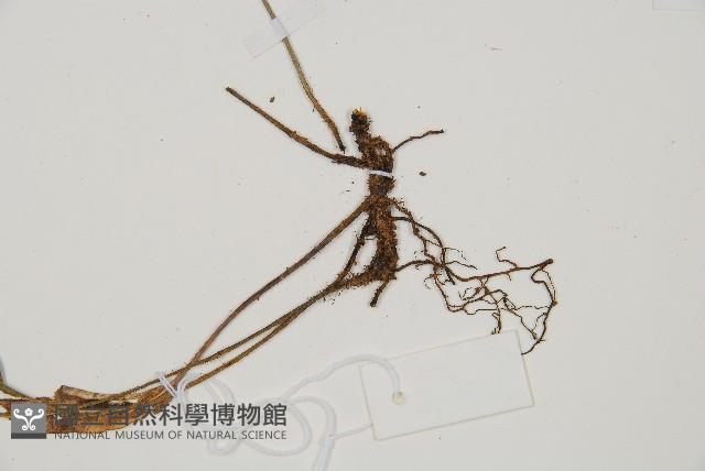 單葉雙蓋蕨藏品圖，第3張