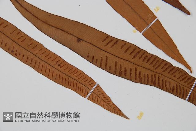 單葉雙蓋蕨藏品圖，第3張