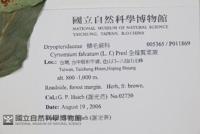 全緣貫眾蕨藏品圖，第2張