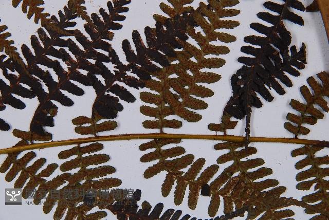 褐色短腸蕨藏品圖，第6張