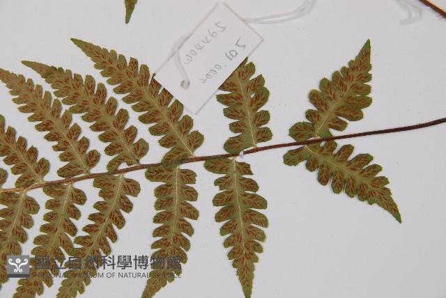 東洋蹄蓋蕨藏品圖，第3張