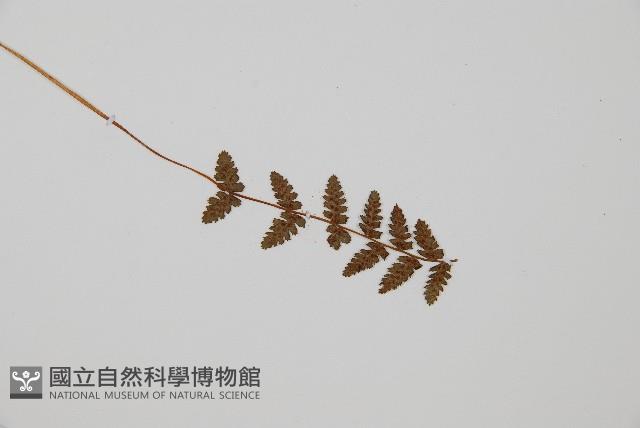 逆葉蹄蓋蕨、逆羽蹄蓋蕨藏品圖，第3張