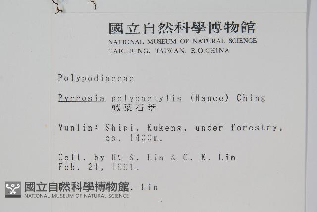 槭葉石葦藏品圖，第2張