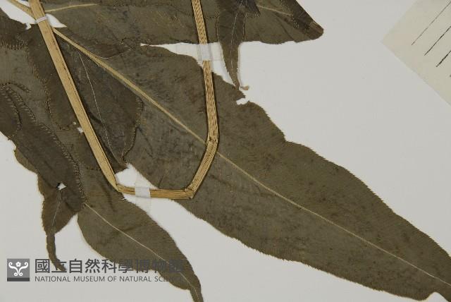 登錄號:P004949藏品圖，第3張