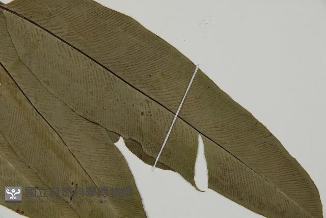 南嶺鳳丫蕨藏品圖，第6張