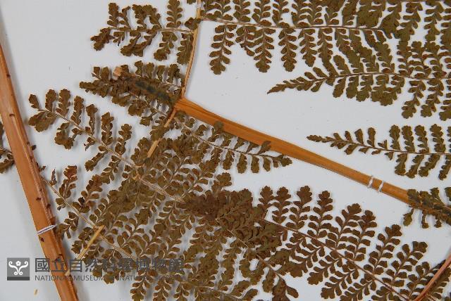 魚鱗蕨藏品圖，第3張