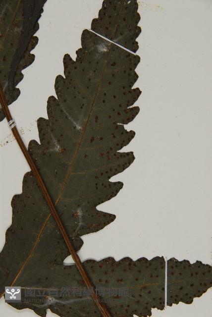 三叉蕨藏品圖，第3張