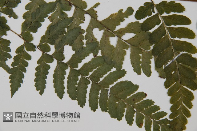 團羽鱗蓋蕨藏品圖，第3張