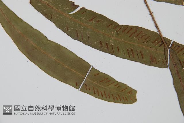 單葉雙蓋蕨藏品圖，第3張