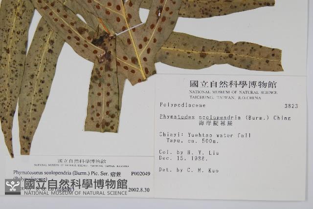 海岸擬茀蕨、海岸星蕨藏品圖，第2張