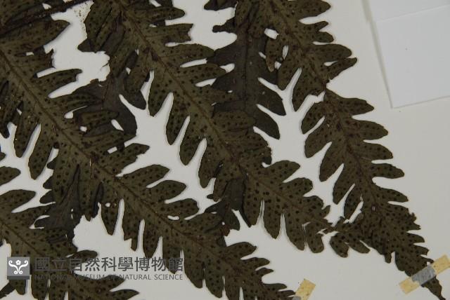 高士佛擬肋毛蕨藏品圖，第3張