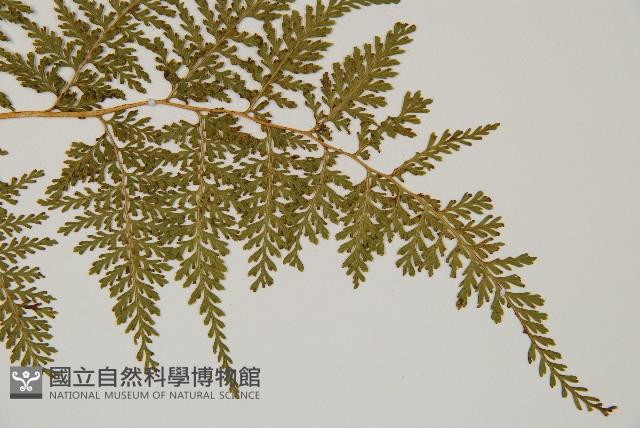 碗蕨藏品圖，第3張