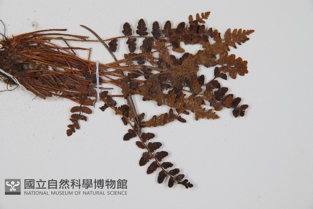 心岩蕨藏品圖，第3張