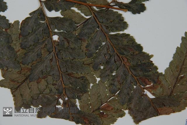 臺灣鱗蓋蕨藏品圖，第3張