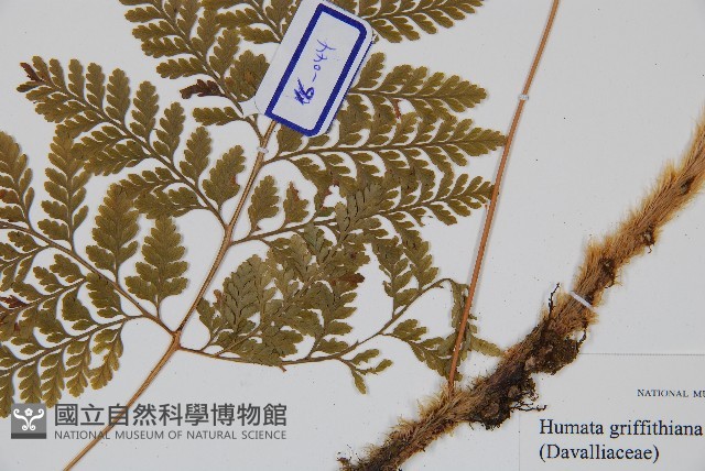 杯狀蓋陰石蕨藏品圖，第3張