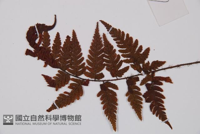 登錄號:P012549藏品圖，第3張