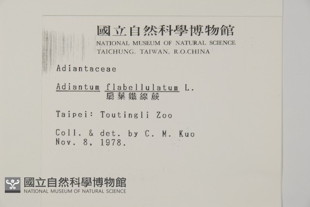 扇葉鐵線蕨藏品圖，第2張