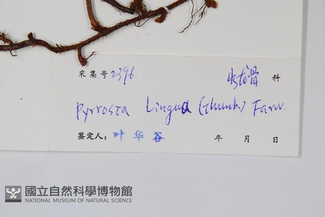 石葦藏品圖，第2張