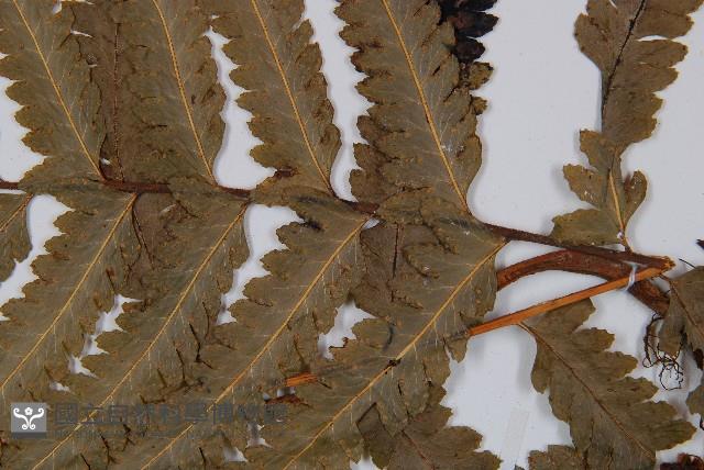 邊緣鱗蓋蕨藏品圖，第3張