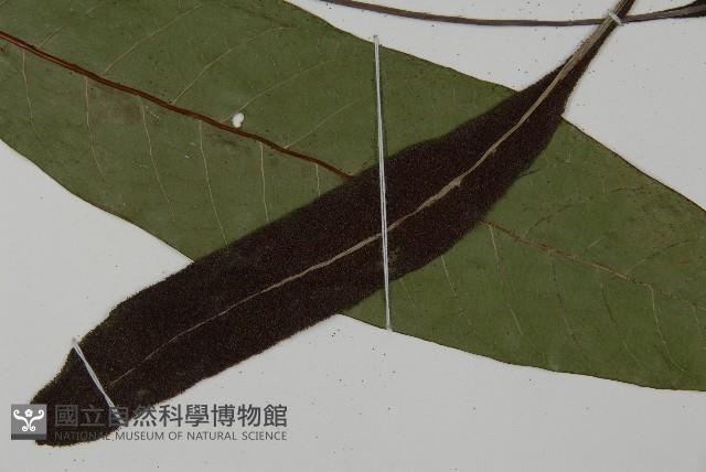 沙皮蕨藏品圖，第6張