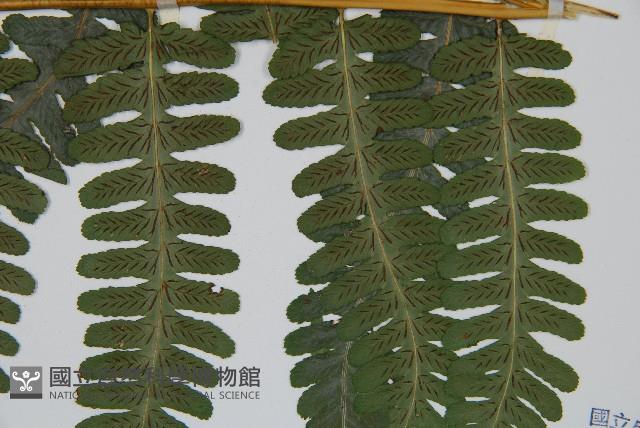 擬德氏雙蓋蕨藏品圖，第3張