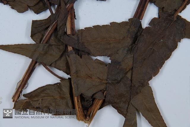 毛柄短腸蕨藏品圖，第3張