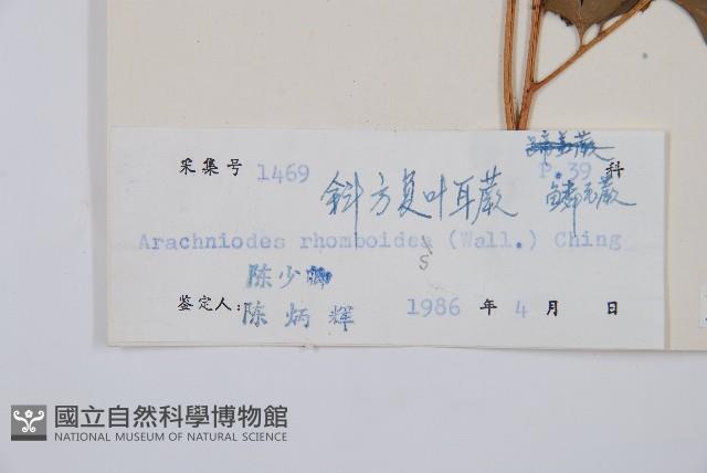 斜方複葉耳蕨藏品圖，第2張