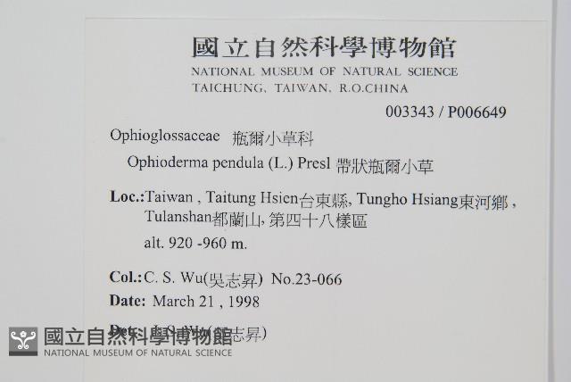 帶狀瓶爾小草藏品圖，第2張