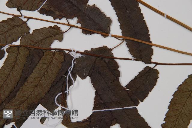 江南短腸蕨藏品圖，第3張